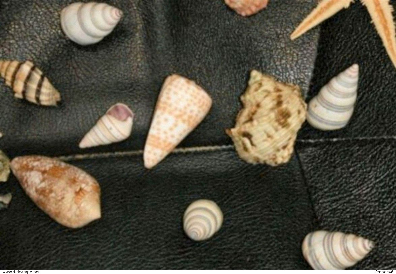 * Lot D'une Vingtaine De Coquillages Divers Et 2 étoiles De Mer - Conchiglie