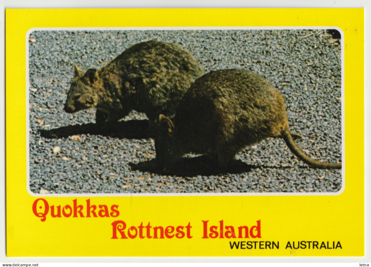 WESTERN AUSTRALIA WA Quokkas ROTTNEST ISLAND Murray Views W23A Postcard C1980s - Andere & Zonder Classificatie