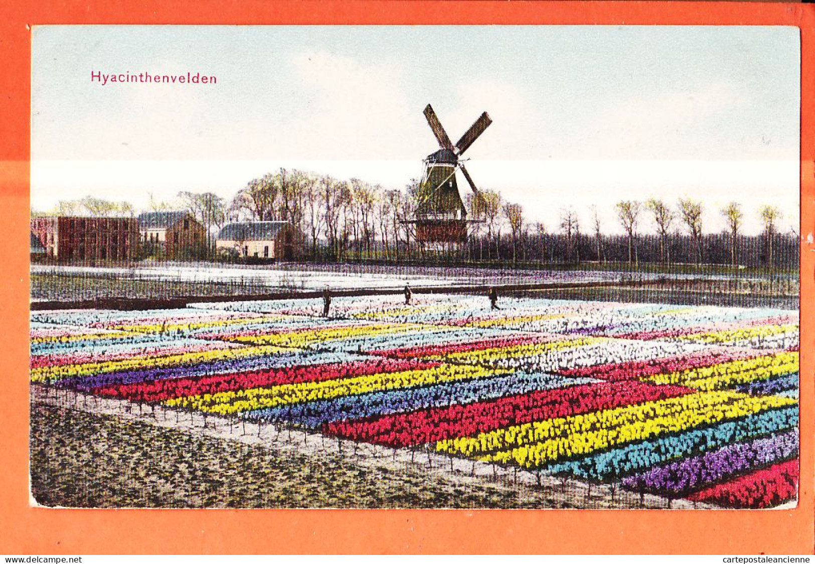 36511 / ⭐ LISSE Zuid-Holland Hyacinthenvelden Champs Jacinthes 1910s Nederland Pays-Bas-Dr. TRENCKLER Leipzig Hya 54- 95 - Lisse