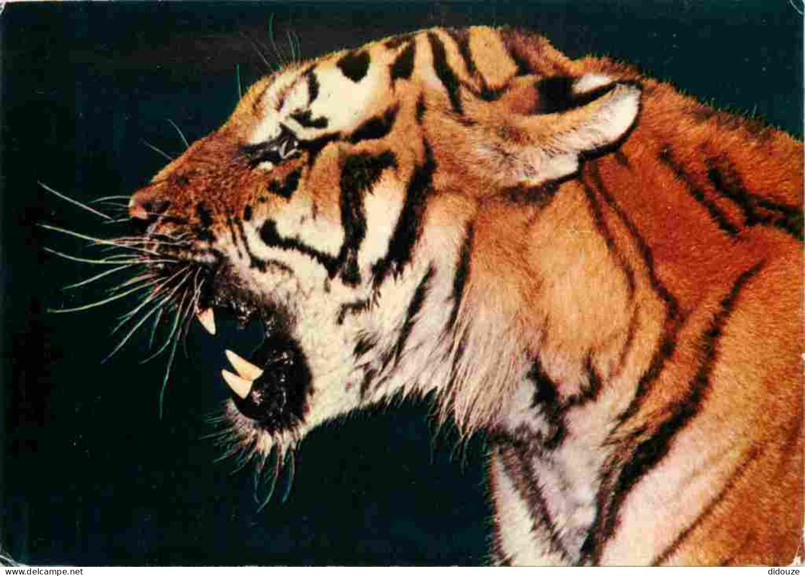 Animaux - Fauves - Tigre - Tiger - Zoo De La Palmyre - Royan - CPM - Carte Neuve - Voir Scans Recto-Verso - Tiger