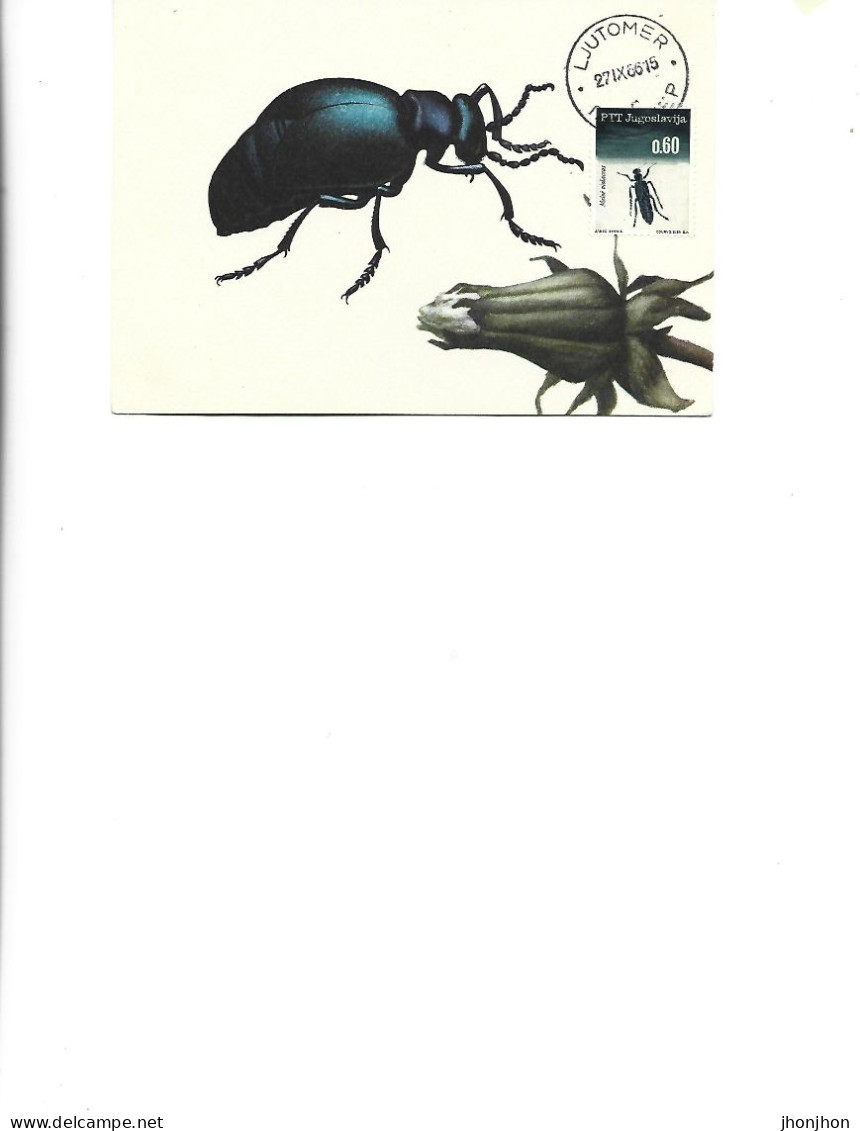 Yugoslavia  -  Maximum Postcard  1966 - Insects - Coleoptera - Meloidae - Meloe Violaceus Marsh - Beetles