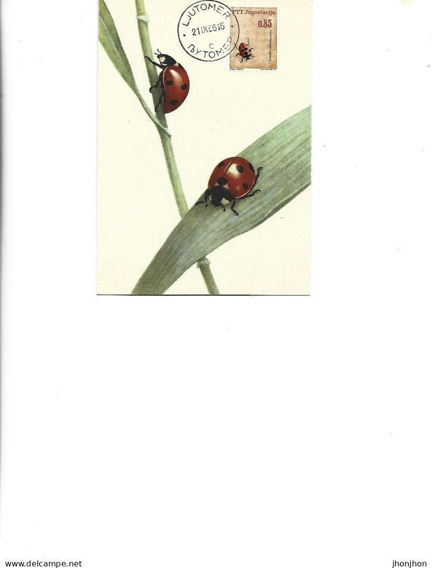 Yugoslavia  -  Maximum Postcard  1966 -  Insects - Coleoptera - Coccinella - Coccinella Septempunctata - Coléoptères