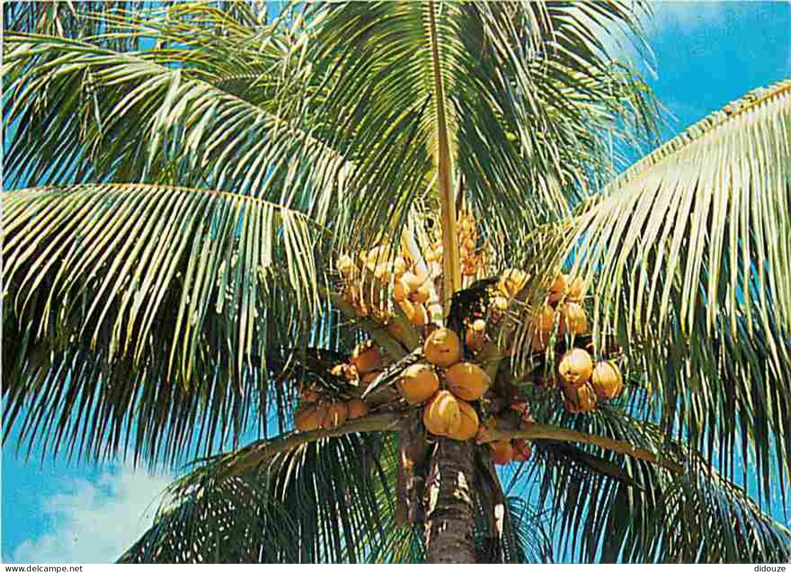 Antilles - Coco D'or - CPM - Voir Scans Recto-Verso - Other & Unclassified