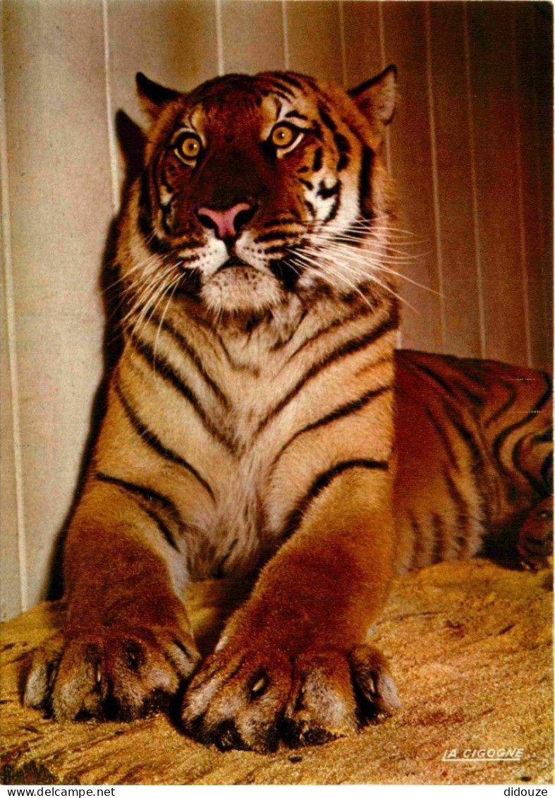 Animaux - Fauves - Tigre - Tiger - Zoo De La Palmyre - Royan - Tigre Du Bengale - CPM - Carte Neuve - Voir Scans Recto-V - Tigres