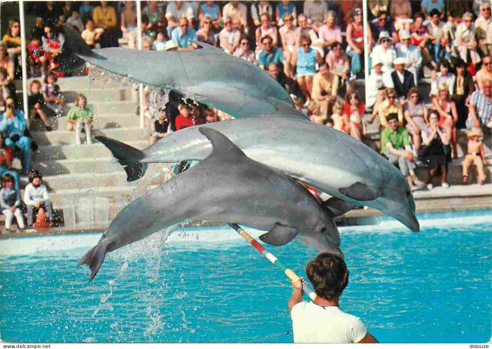 Animaux - Marineland Costa D'en Blanes - Mallorca - Spectacle De Dauphins - Dolphins - Zoo Marin - CPM - Carte Neuve - V - Dauphins
