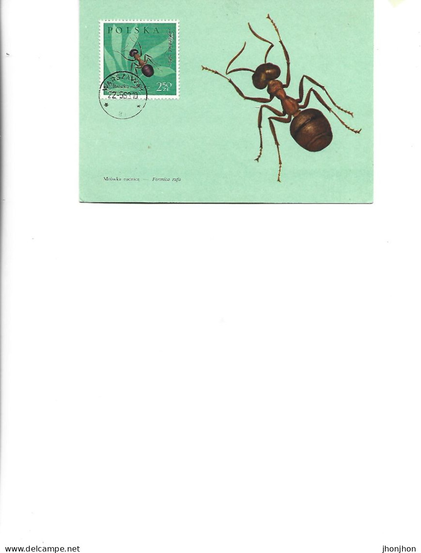 Poland  -  Maximum Postcard  1963 -  Insects - Coleoptera - Formicidae - Formica Rufa Linne - Maximum Cards