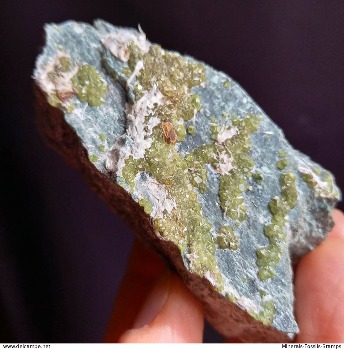 #I41 Andradit Granat Var. DEMANTOID Kristalle (Val Malenco, Sondrio, Italien) - Minerales