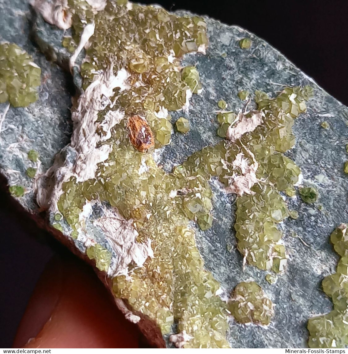 #I41 Andradit Granat Var. DEMANTOID Kristalle (Val Malenco, Sondrio, Italien) - Minerali