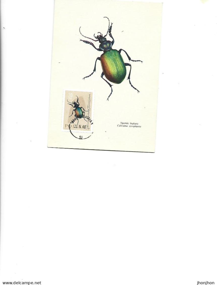 Poland  -  Maximum Postcard  1963 -   Insects - Coleoptera - Carabidae - Calosoma Sycophanta - Cartoline Maximum