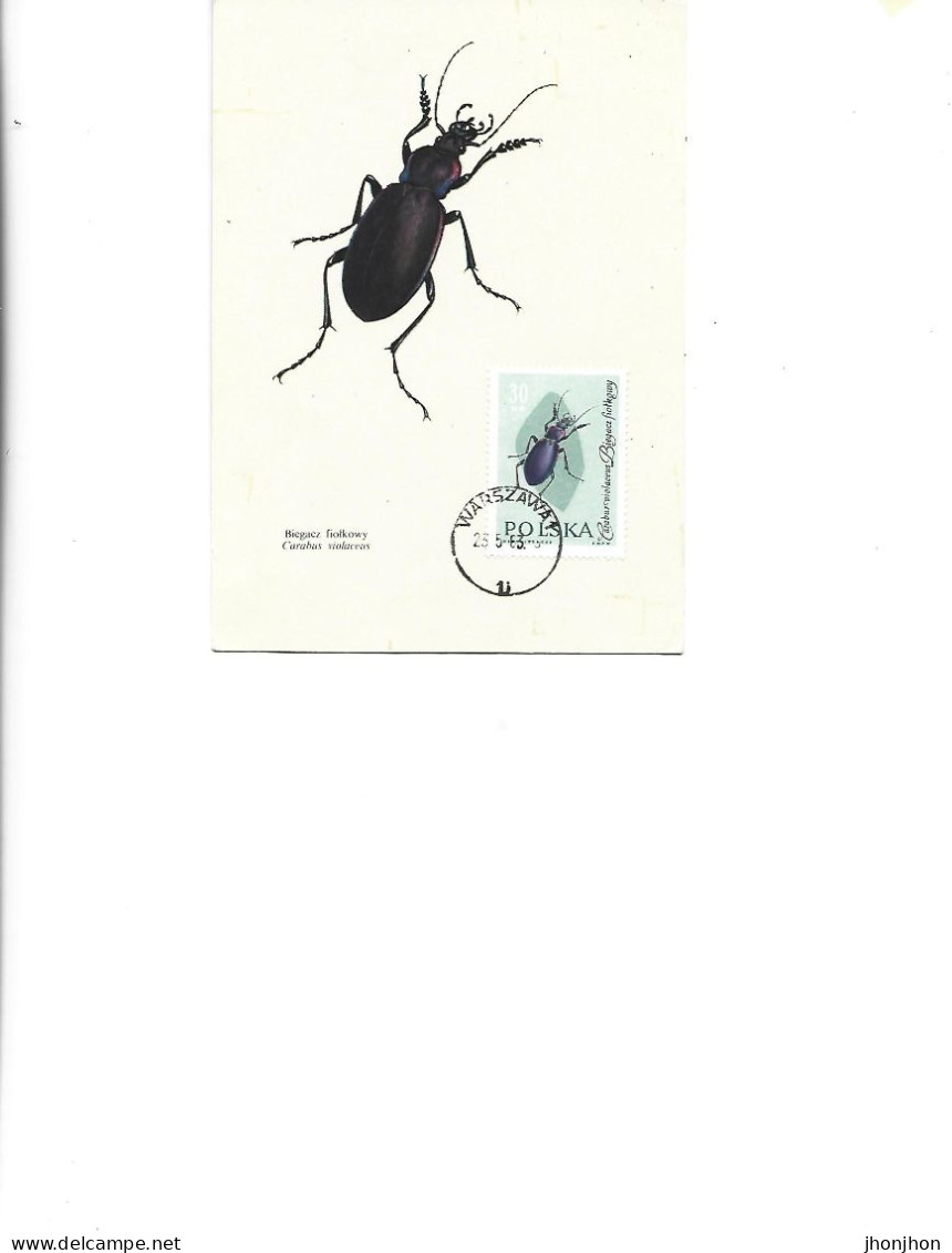 Poland  -  Maximum Postcard  1963 -  Insects - Coleopterans - Carabidae - Carabus Violaceus - Maximumkaarten