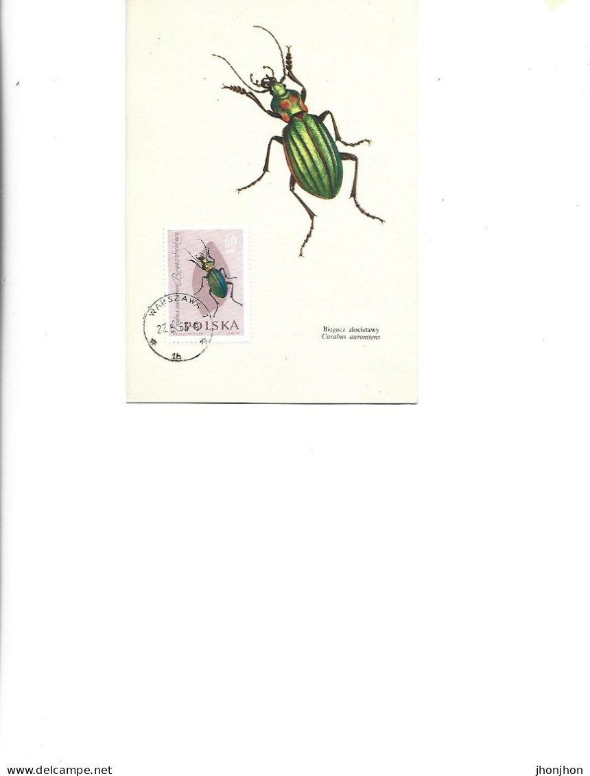 Poland  -  Maximum Postcard  1963 -  Insects - Coleopterans - Carabidae - Carabus Auronitens - Cartoline Maximum