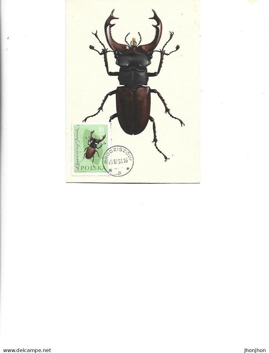 Poland  -  Maximum Postcard  1963 -  Insects - Coleoptera - Lucanidae - Lucanus Cervus Linne - Cartes Maximum