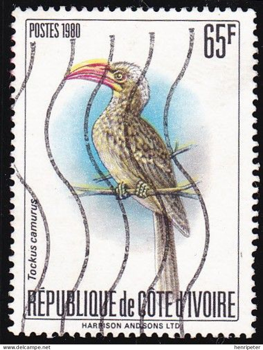 Timbre-poste Dentelé Oblitéré - Oiseaux Et échassiers Calao Pygmée (Tockus Camurus) - N° 556B (Yvert) - RCI 1980 - Costa De Marfil (1960-...)