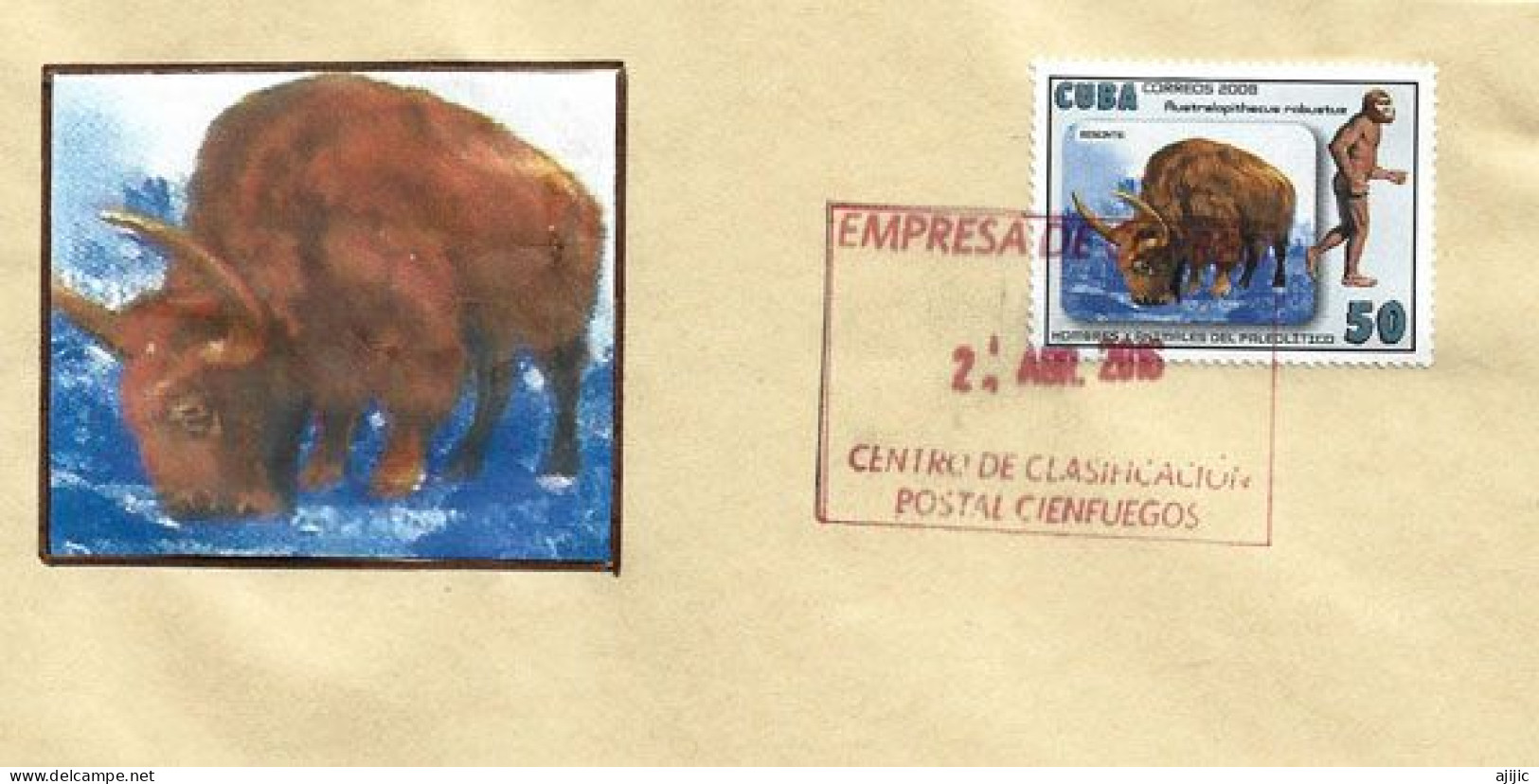 Le Bison & L'Australopithèque,sur Lettre De Cienfuegos (Cuba) - Koeien