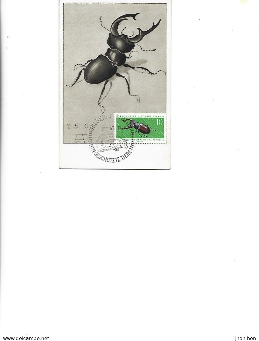 Poland  -  Maximum Postcard  1963 -  Insects - Coleoptera - Lucanidae - Lucanus Cervus - Tarjetas Máxima