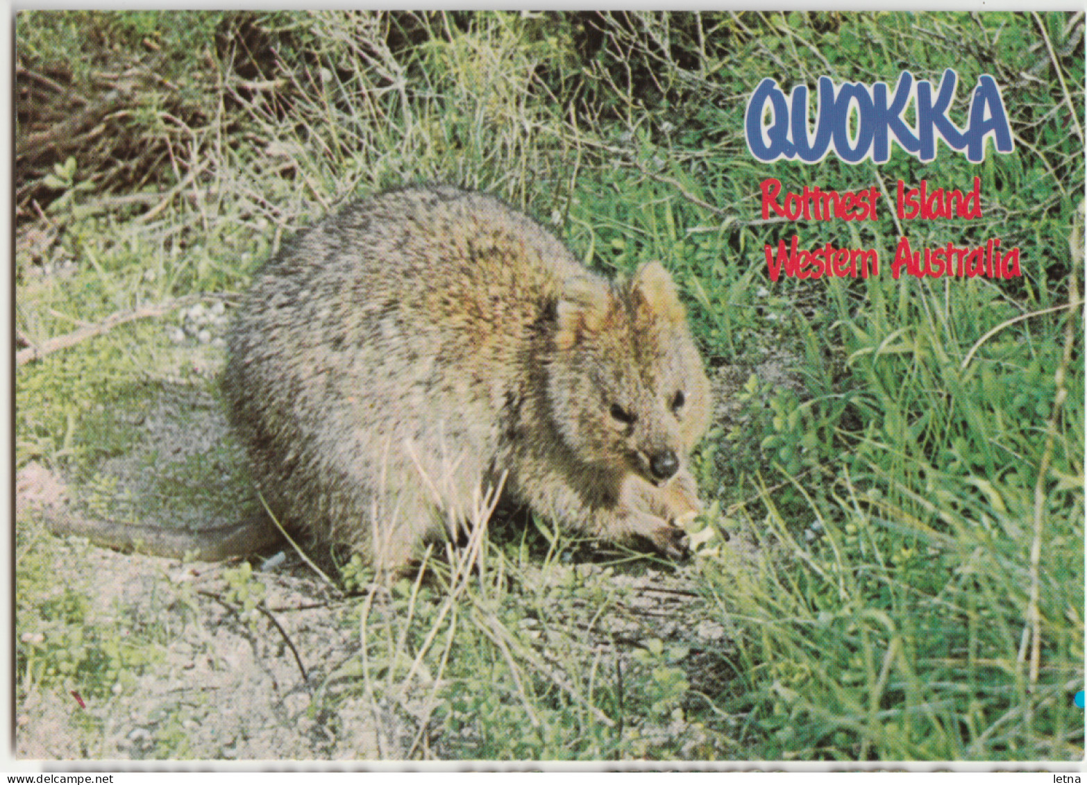 WESTERN AUSTRALIA WA Quokka ROTTNEST ISLAND Murray Views W12A Postcard C1980s - Otros & Sin Clasificación