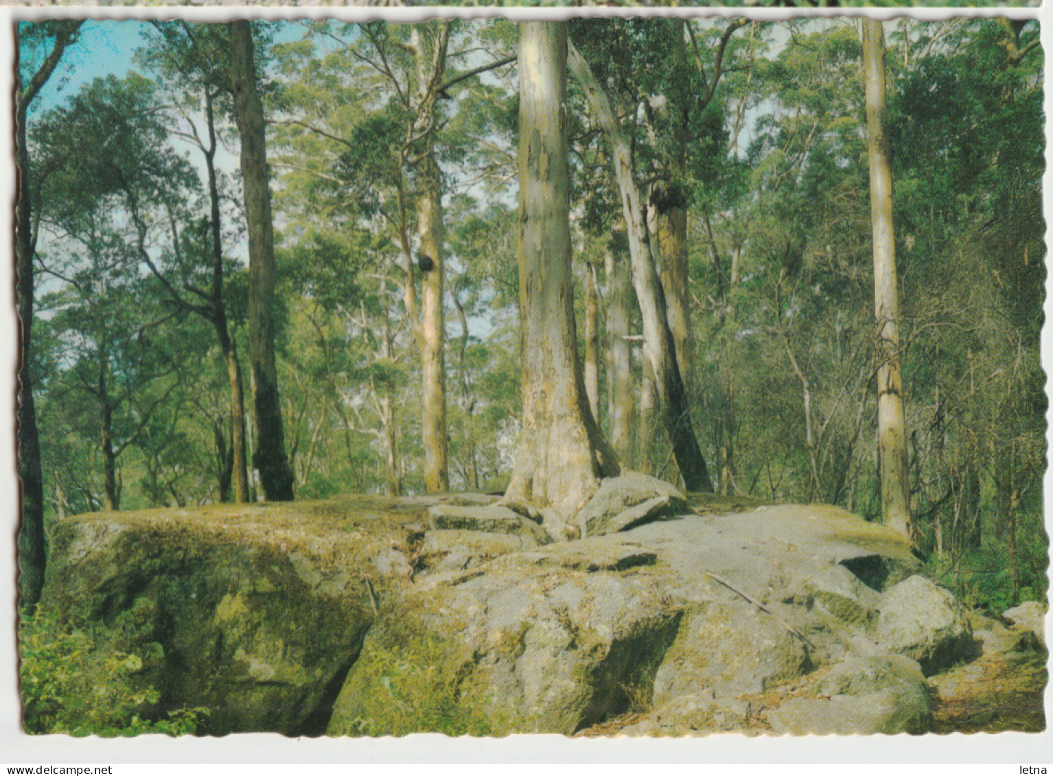 WESTERN AUSTRALIA WA Tree In Rock PORONGORUPS Murray Views W15 Postcard C1970s - Autres & Non Classés