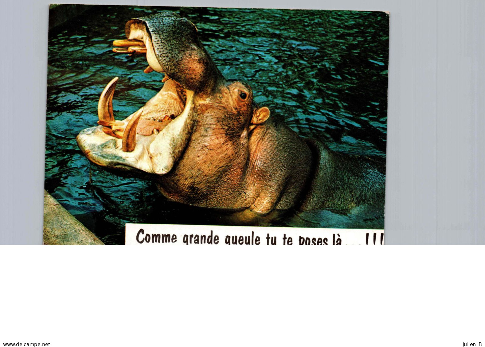 Hippopotame Humoristique! - Hippopotames