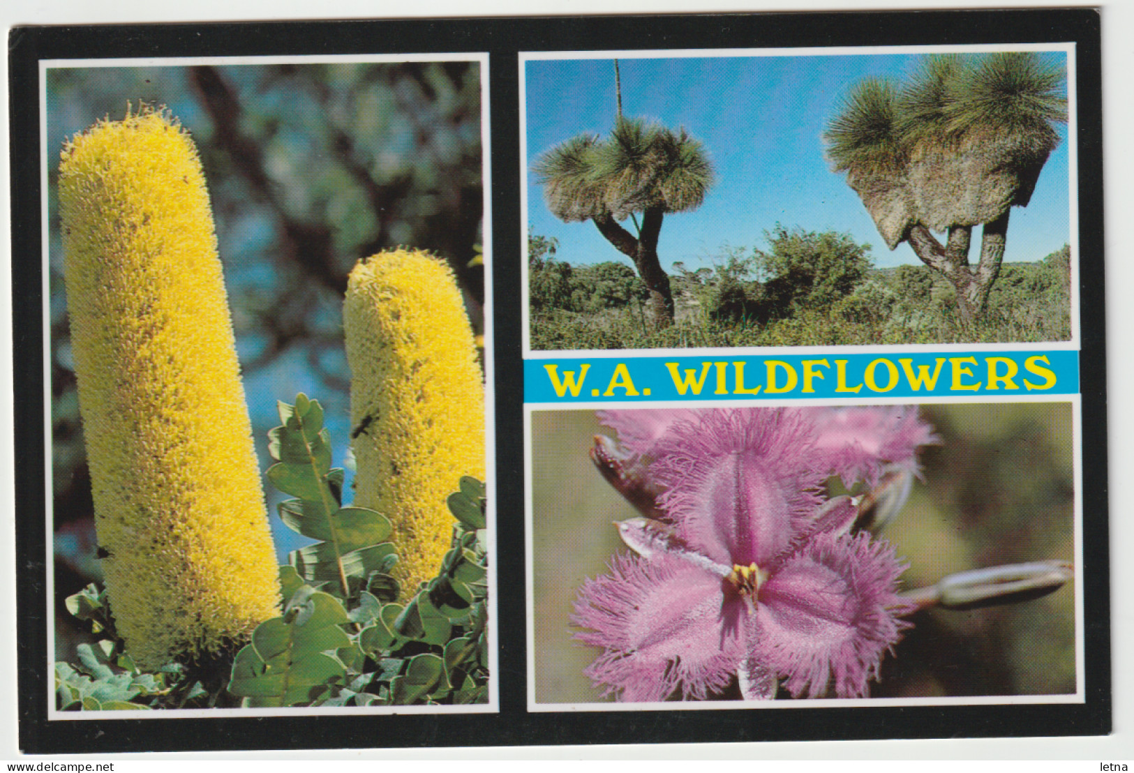 WESTERN AUSTRALIA Wildflowers Of WA Rolsh WF21 Multiview Postcard C1980s - Otros & Sin Clasificación