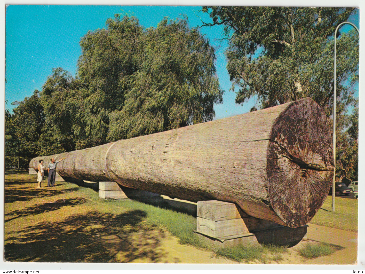 WESTERN AUSTRALIA WA Giant Karri Log Kings Park PERTH Murfett Postcard 1967 Pmk 13c Bird Stamp - Perth