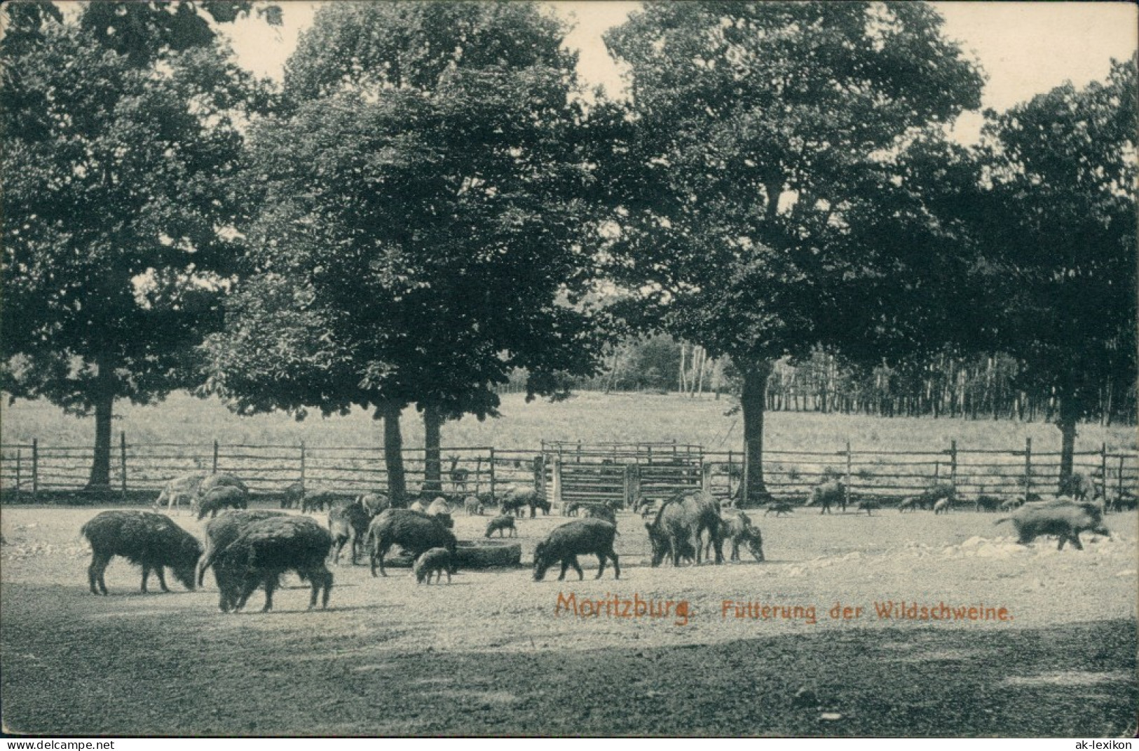 Ansichtskarte Moritzburg Fütterung Der Wildschweine 1916  - Moritzburg