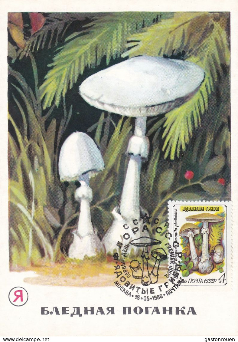 Carte Maximum URSS Russie Russia Champignon Mushroom 5304 - Maximumkarten