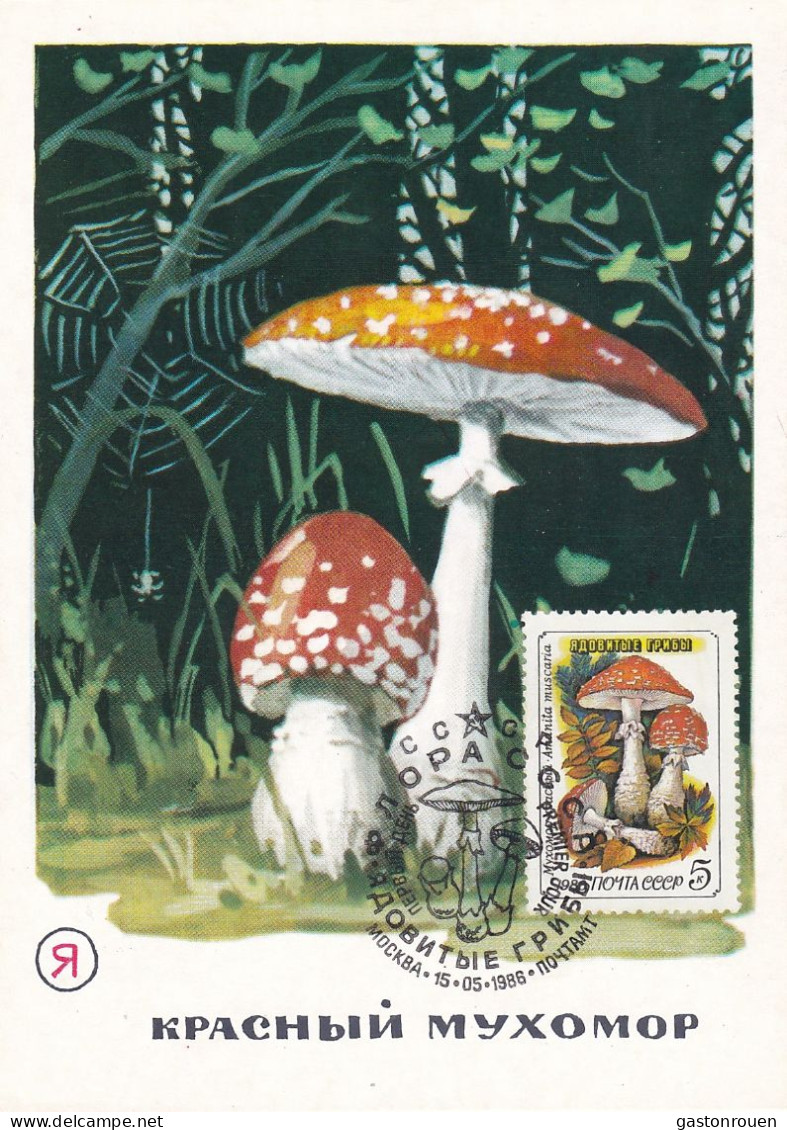 Carte Maximum URSS Russie Russia Champignon Mushroom 5305 - Tarjetas Máxima
