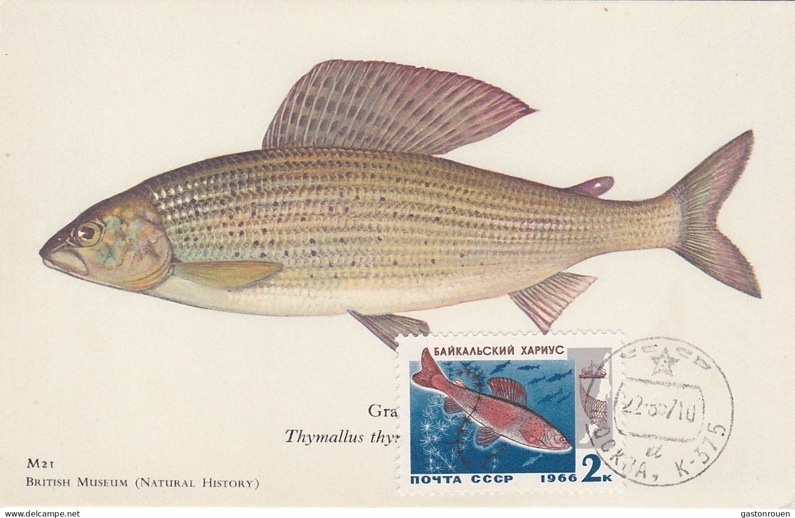 Carte Maximum URSS Russie Russia Poisson Fish Ombre 3141 - Cartes Maximum