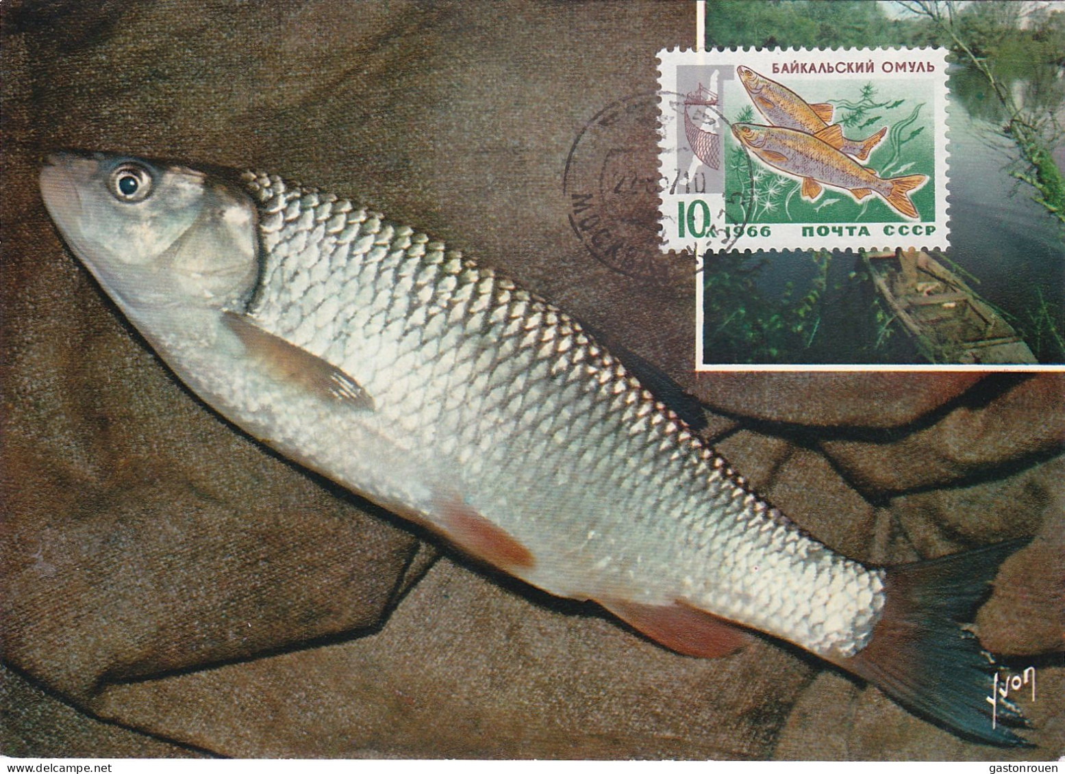 Carte Maximum URSS Russie Russia Poisson Fish Cisio Arctique 3144 - Tarjetas Máxima