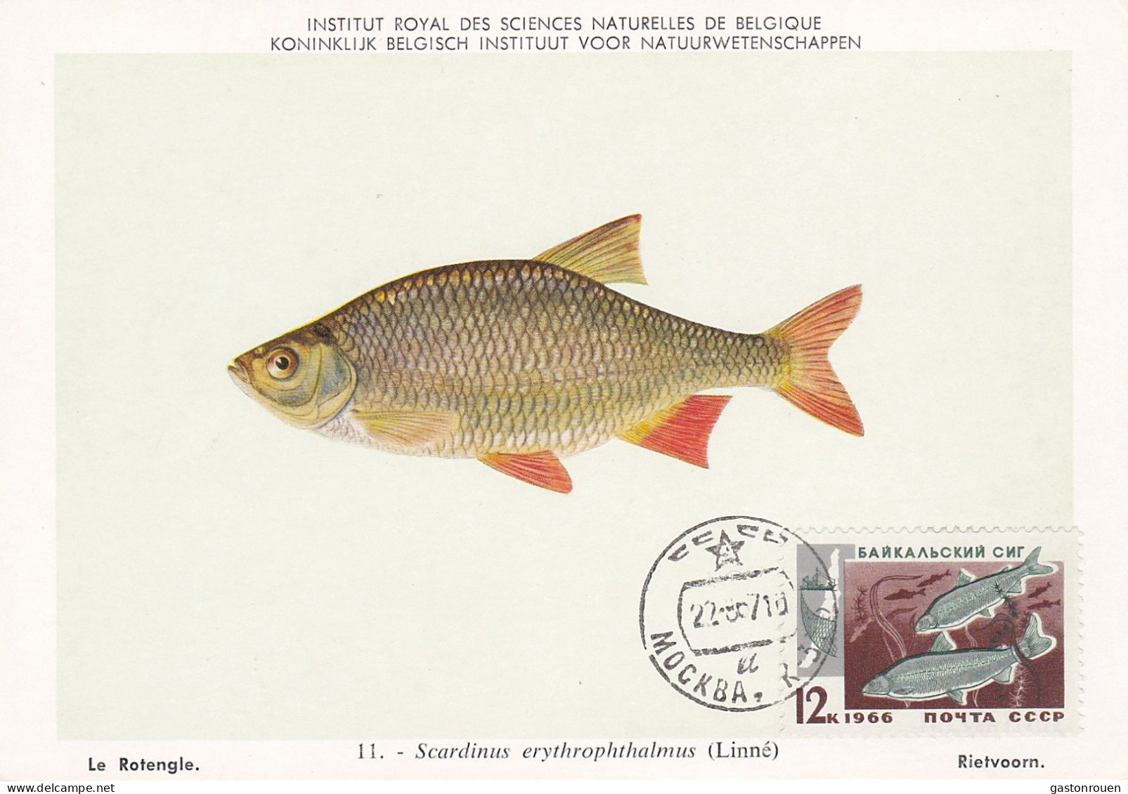 Carte Maximum URSS Russie Russia Poisson Fish 6610 - Cartoline Maximum