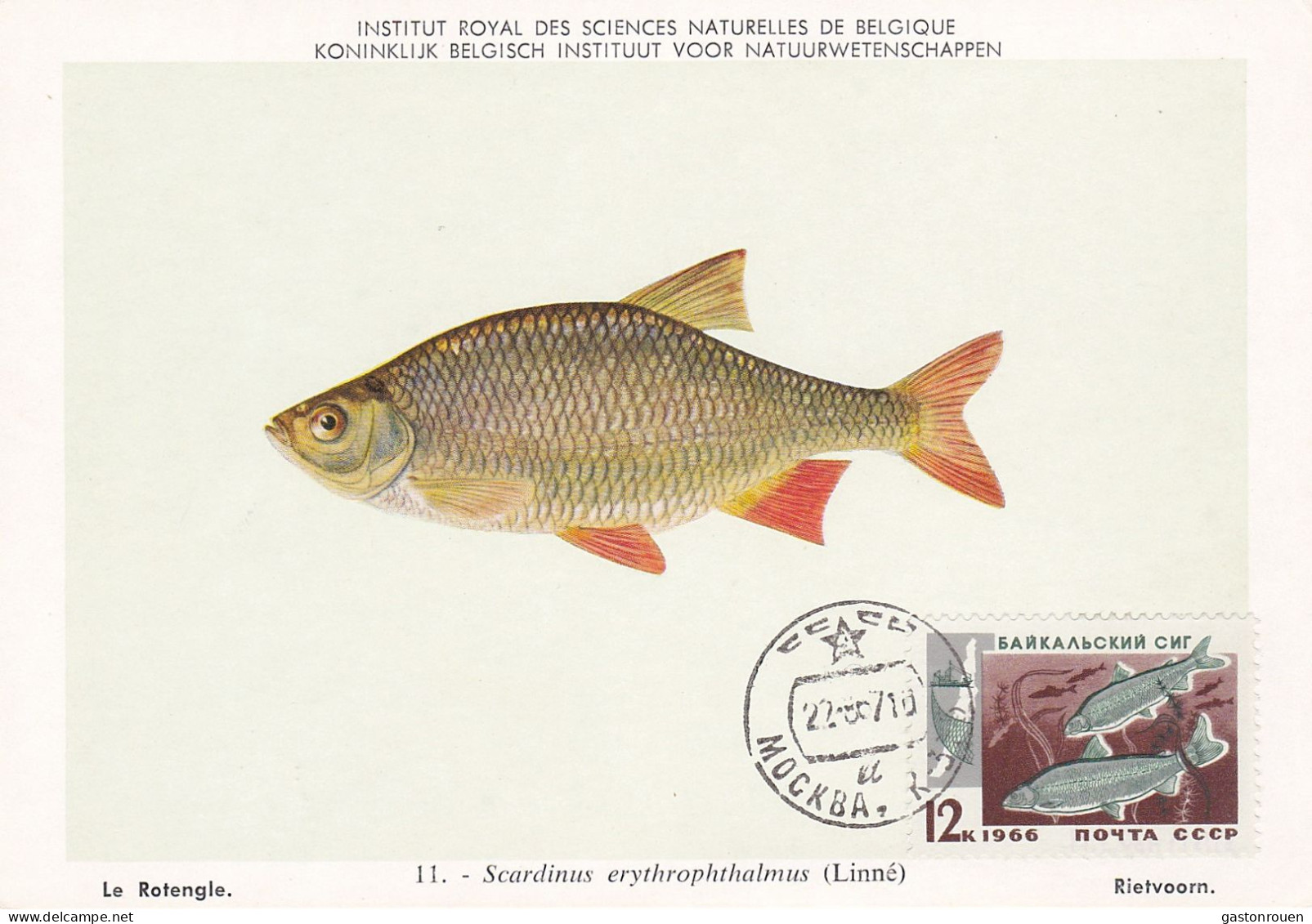 Carte Maximum URSS Russie Russia Poisson Fish Esturgeon Sturgreon 3142 - Cartes Maximum