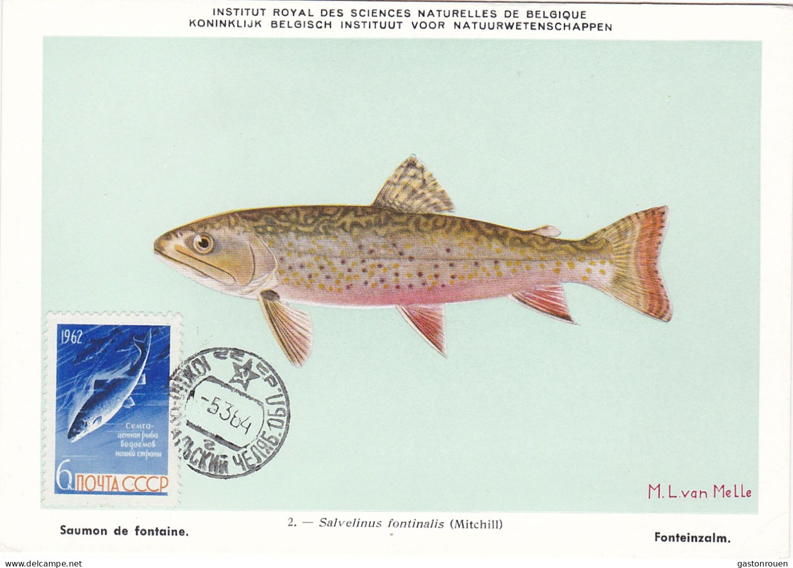 Carte Maximum URSS Russie Russia Poisson Fish Saumon Salmon 2557 - Maximum Cards