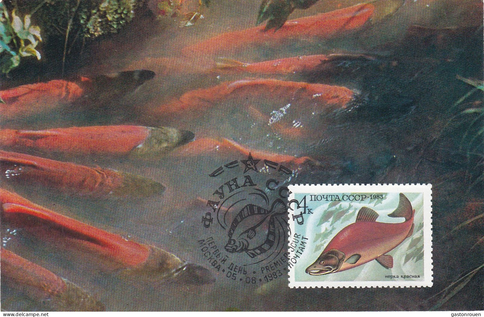 Carte Maximum URSS Russie Russia Poisson Fish 5017 - Maximumkarten