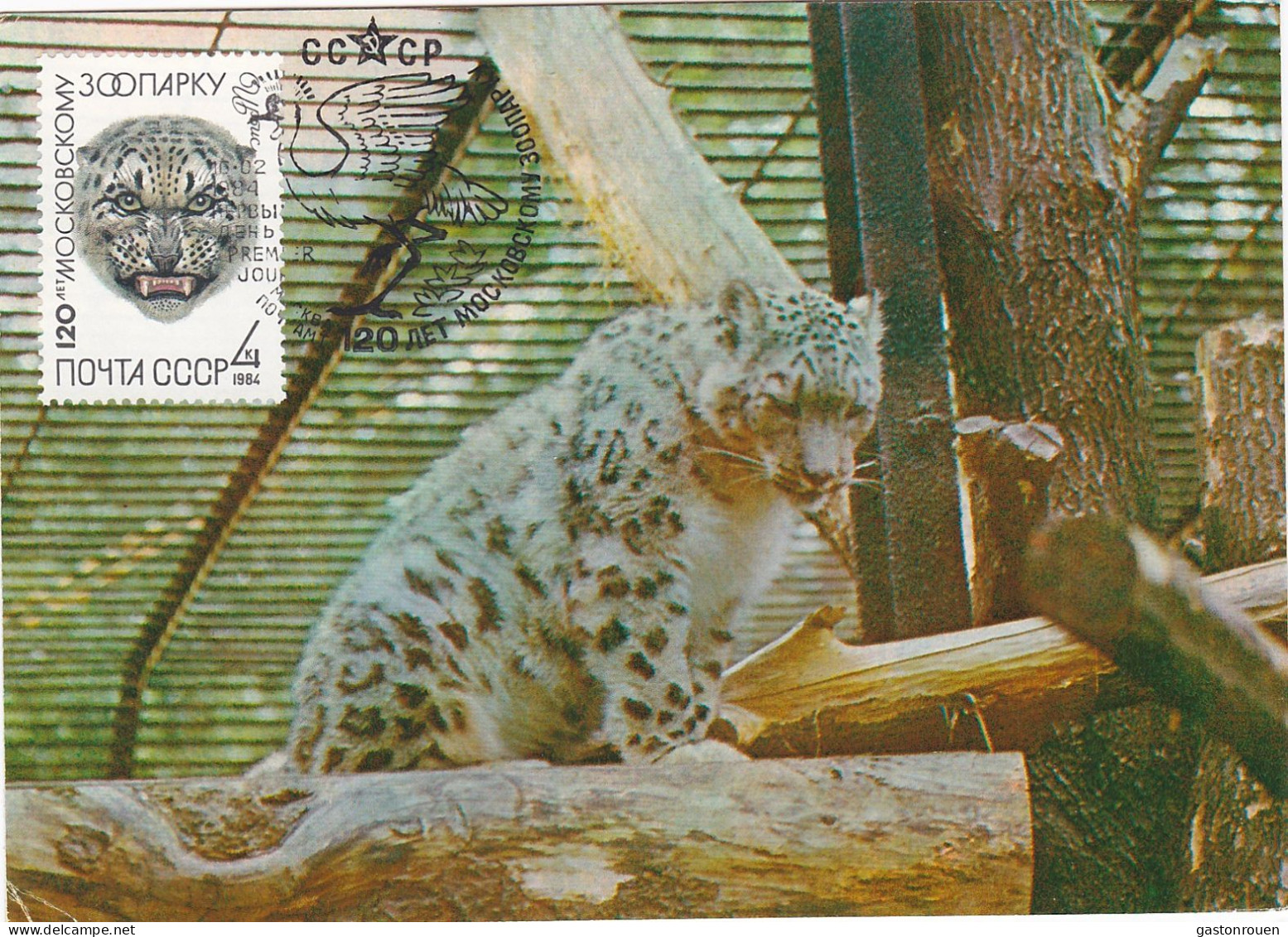Carte Maximum URSS Russie Russia Félin Feline Léopard Des Neiges Snow Leopard 5077 - Cartes Maximum
