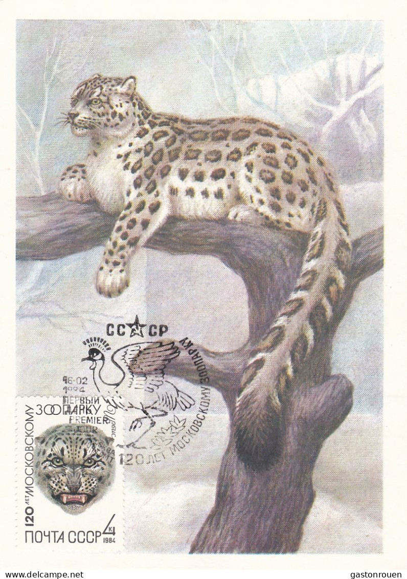 Carte Maximum URSS Russie Russia Félin Feline Léopard Des Neiges Snow Leopard 5077 - Cartes Maximum