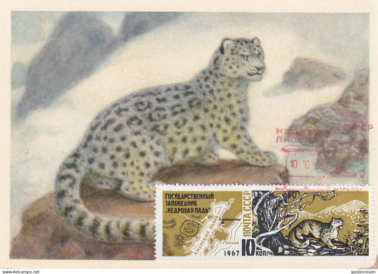 Carte Maximum URSS Russie Russia Félin Feline Léopard Des Neiges Snow Leopard - Cartes Maximum