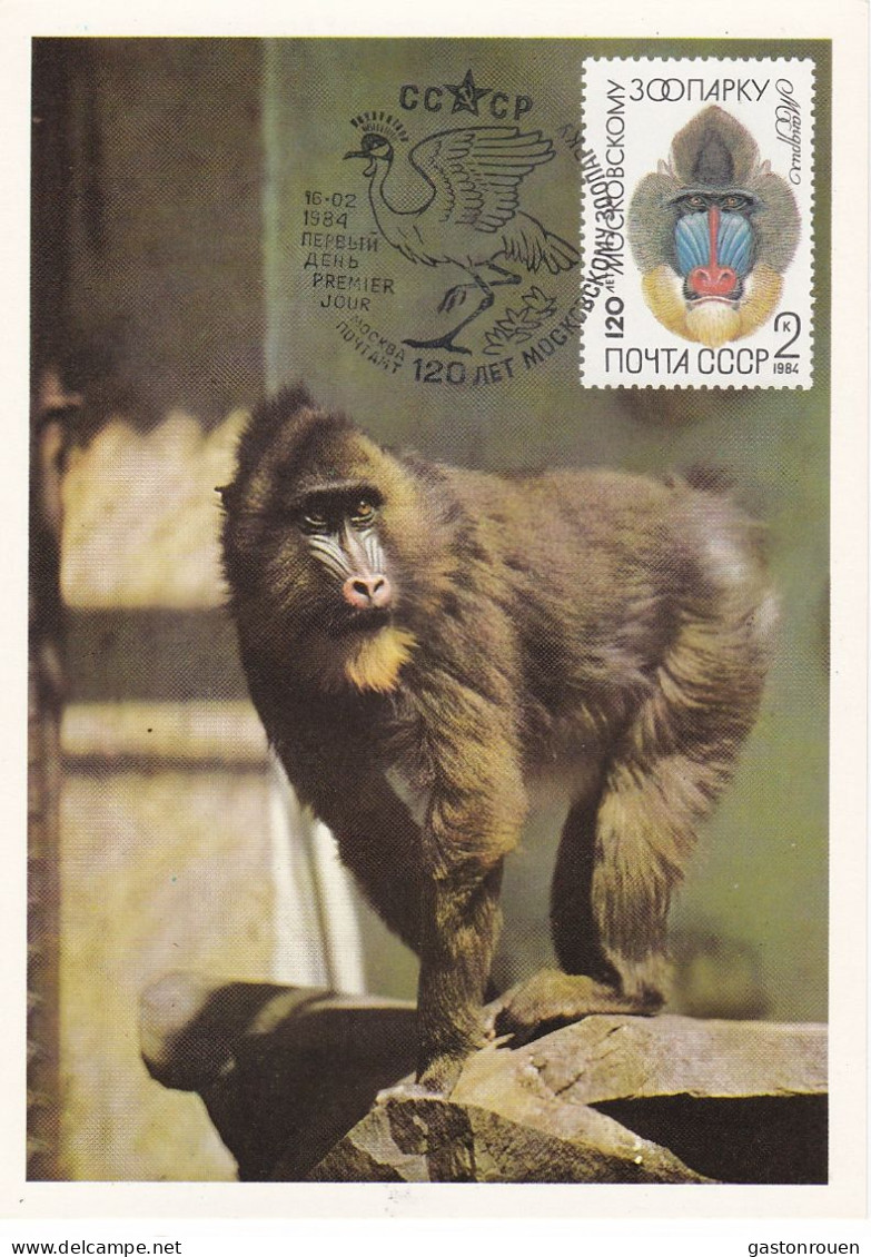 Carte Maximum URSS Russie Russia Singe Monkey Mandrillus Sphinx 5075 - Maximum Cards