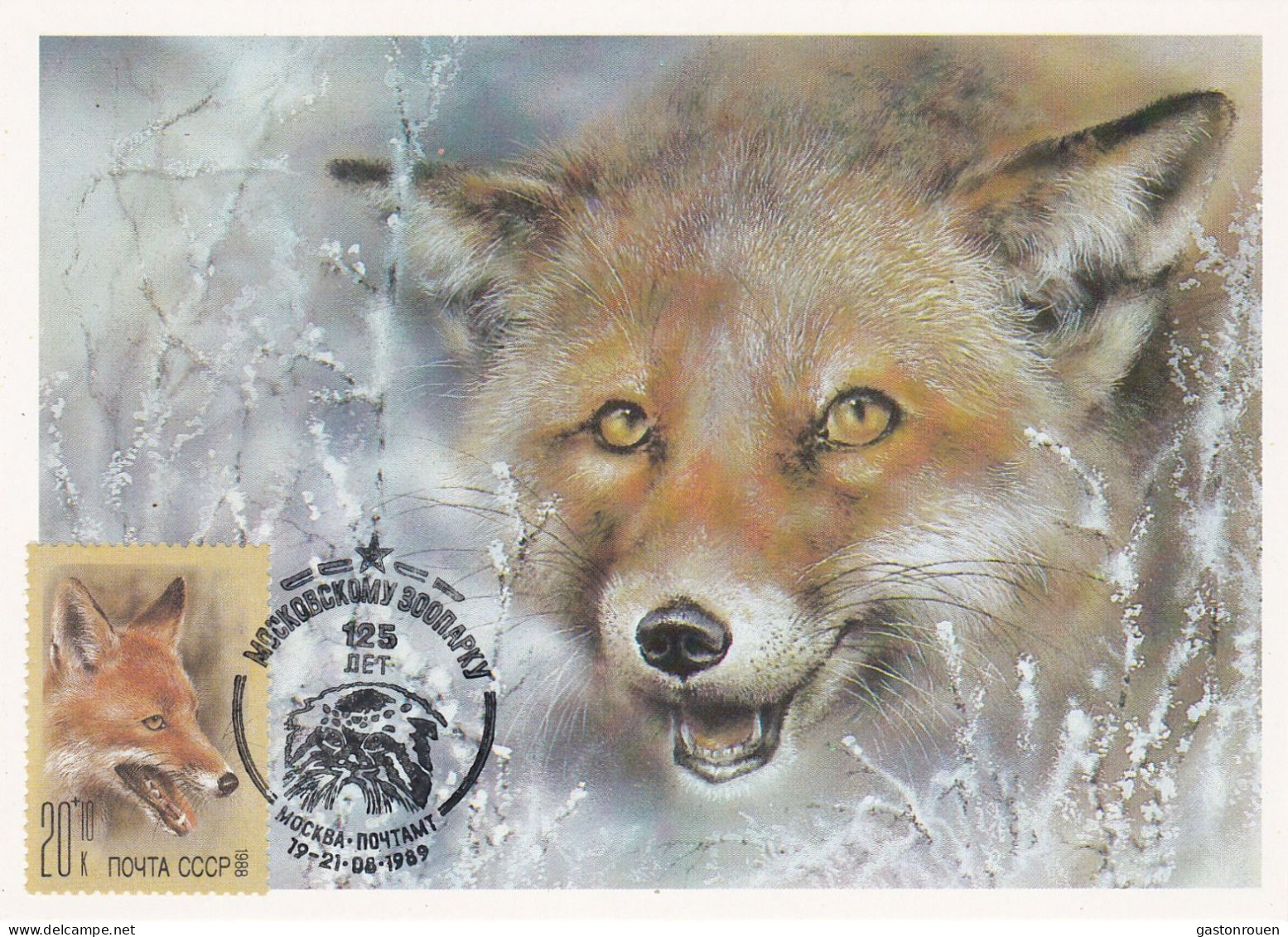 Carte Maximum URSS Russie Russia Renard Fox 5560 - Cartoline Maximum