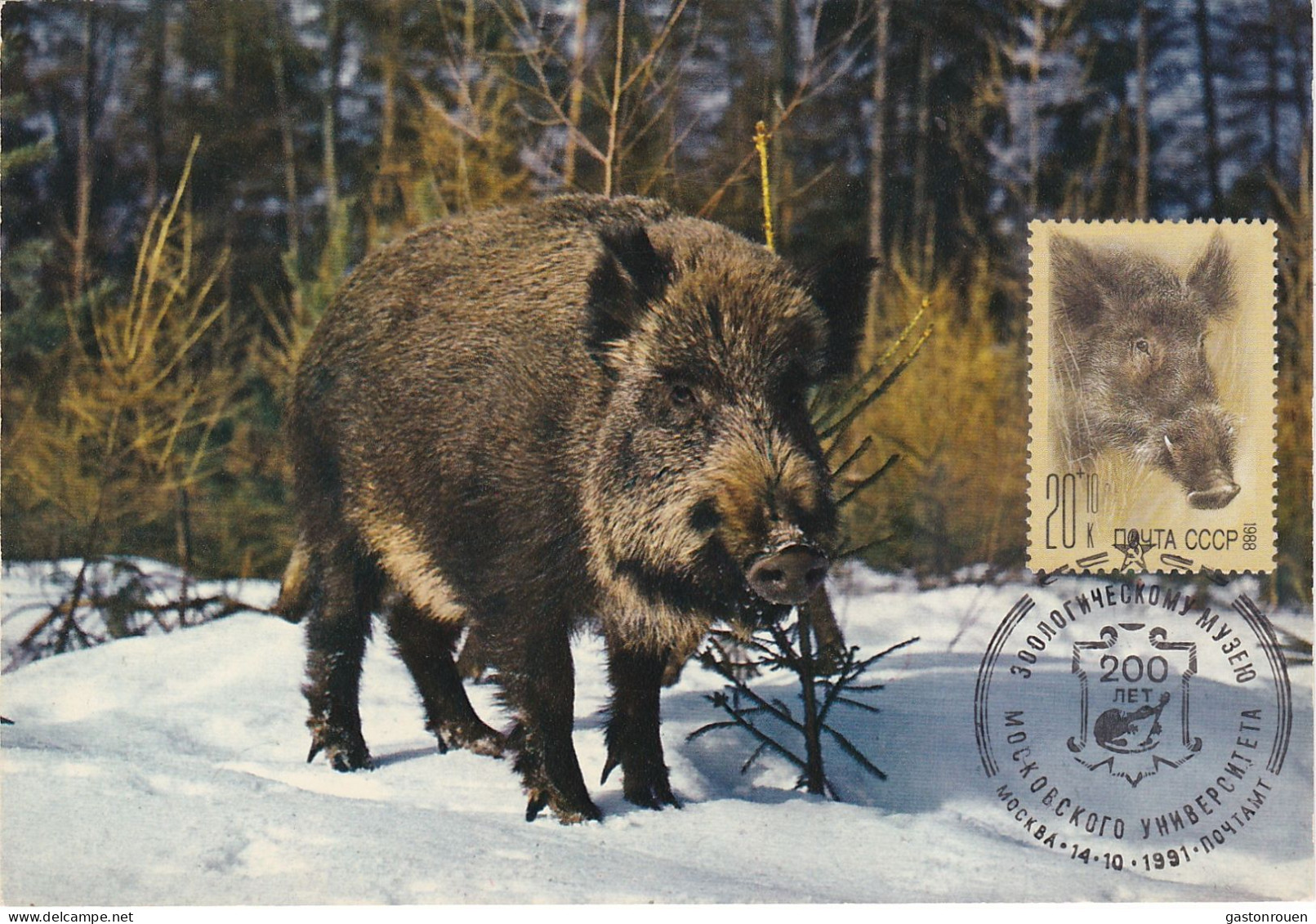 Carte Maximum URSS Russie Russia  5561 Sanglier Wild Boar - Cartoline Maximum