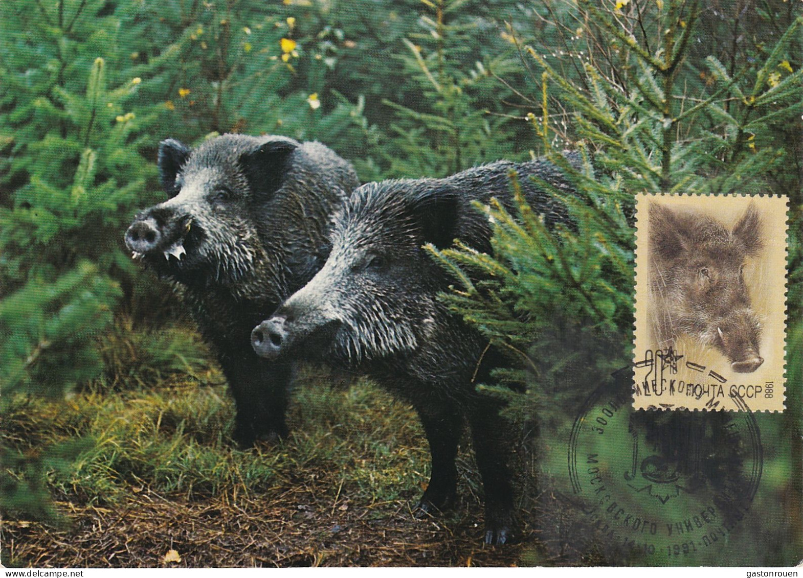 Carte Maximum URSS Russie Russia  5561 Sanglier Wild Boar - Maximumkarten