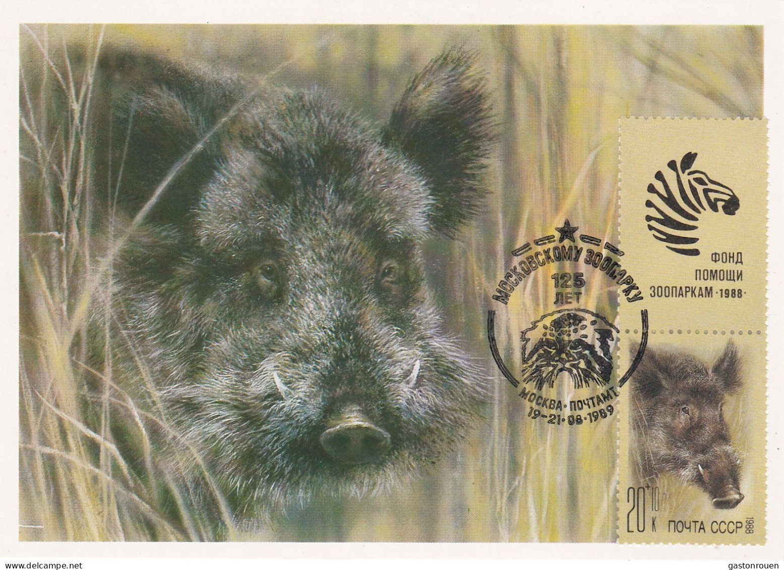Carte Maximum URSS Russie Russia  5561 Sanglier Wild Boar - Tarjetas Máxima