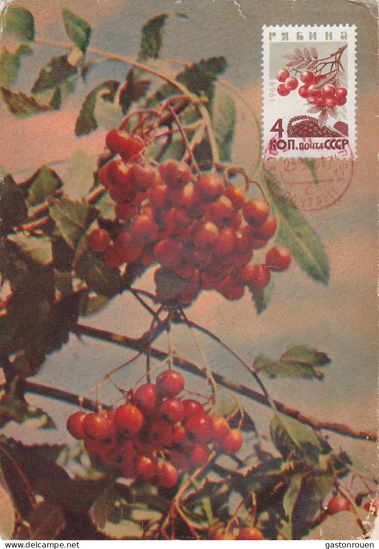 Carte Maximum URSS Russie Russia  Sorbier Sorbus Rowan 2894 - Cartoline Maximum