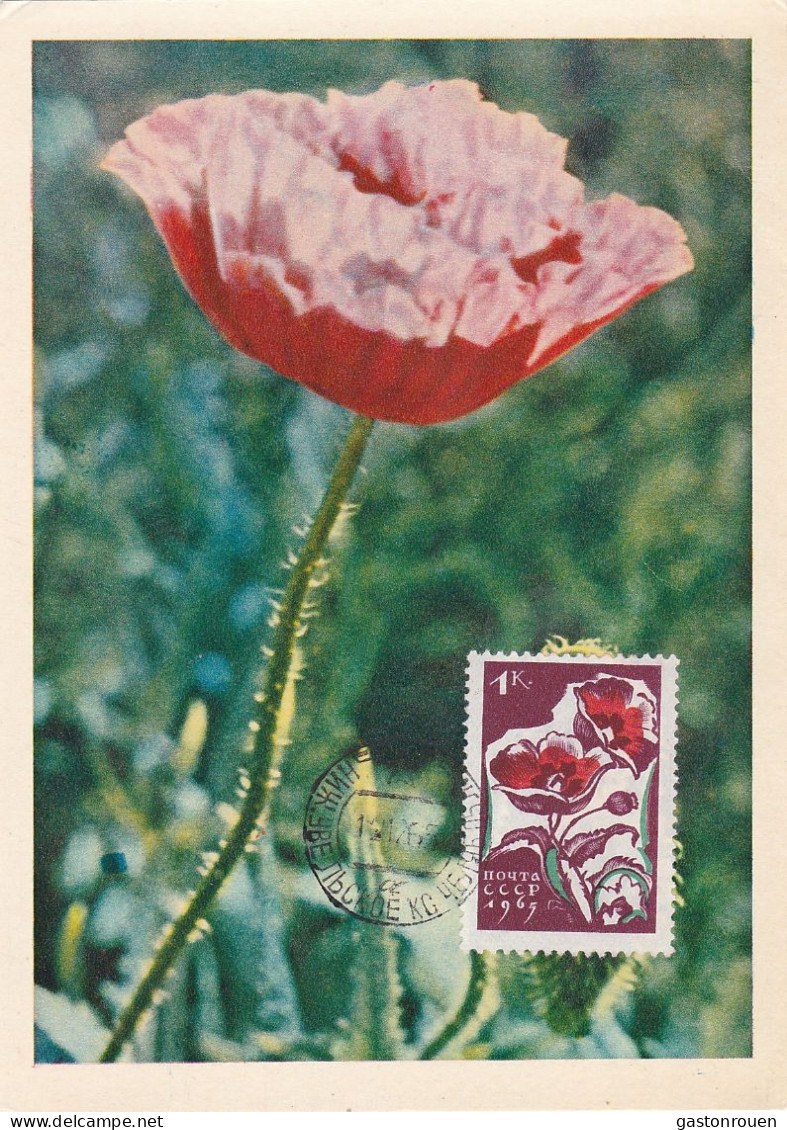 Carte Maximum URSS Russie Russia  Fleur Flower Coquelicot Poppy 2955 - Cartes Maximum