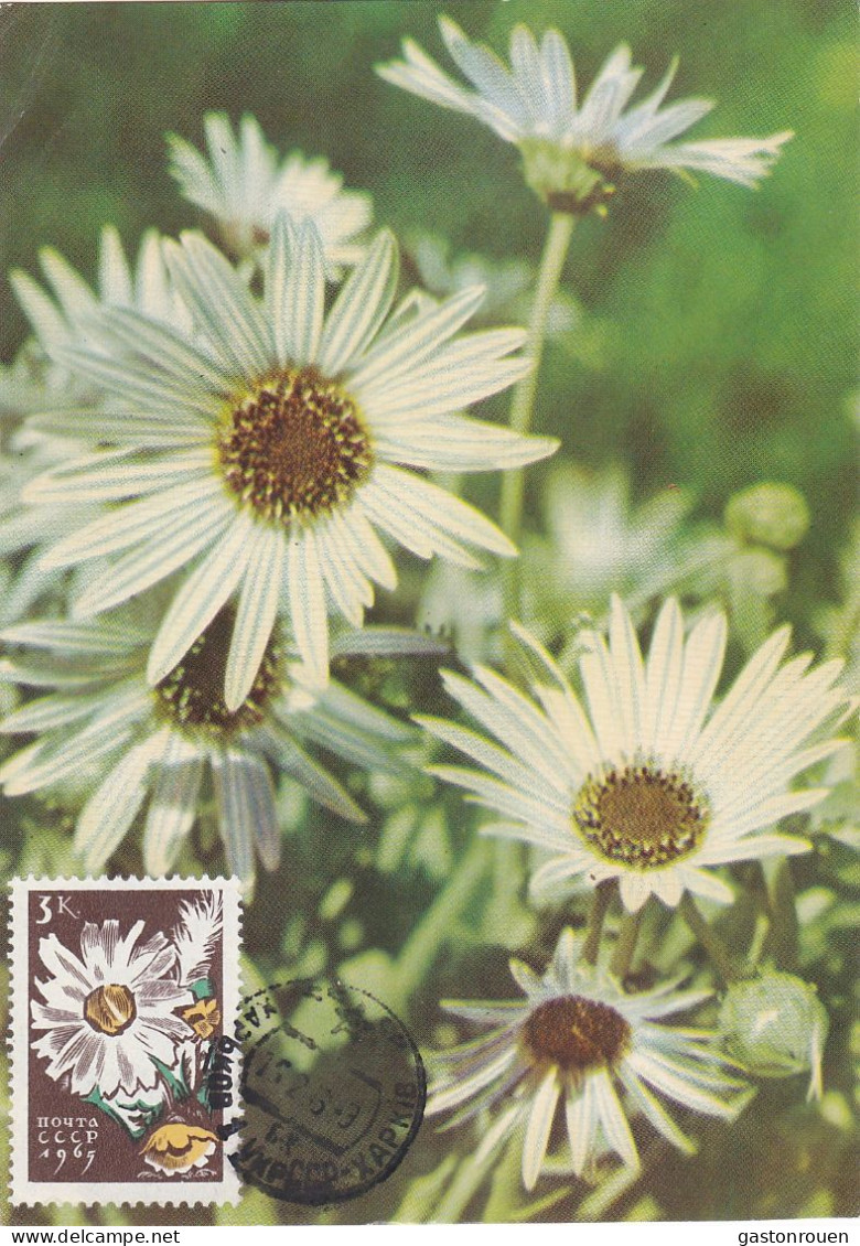 Carte Maximum URSS Russie Russia  Fleur Flower Marguerite 2956 - Maximumkarten