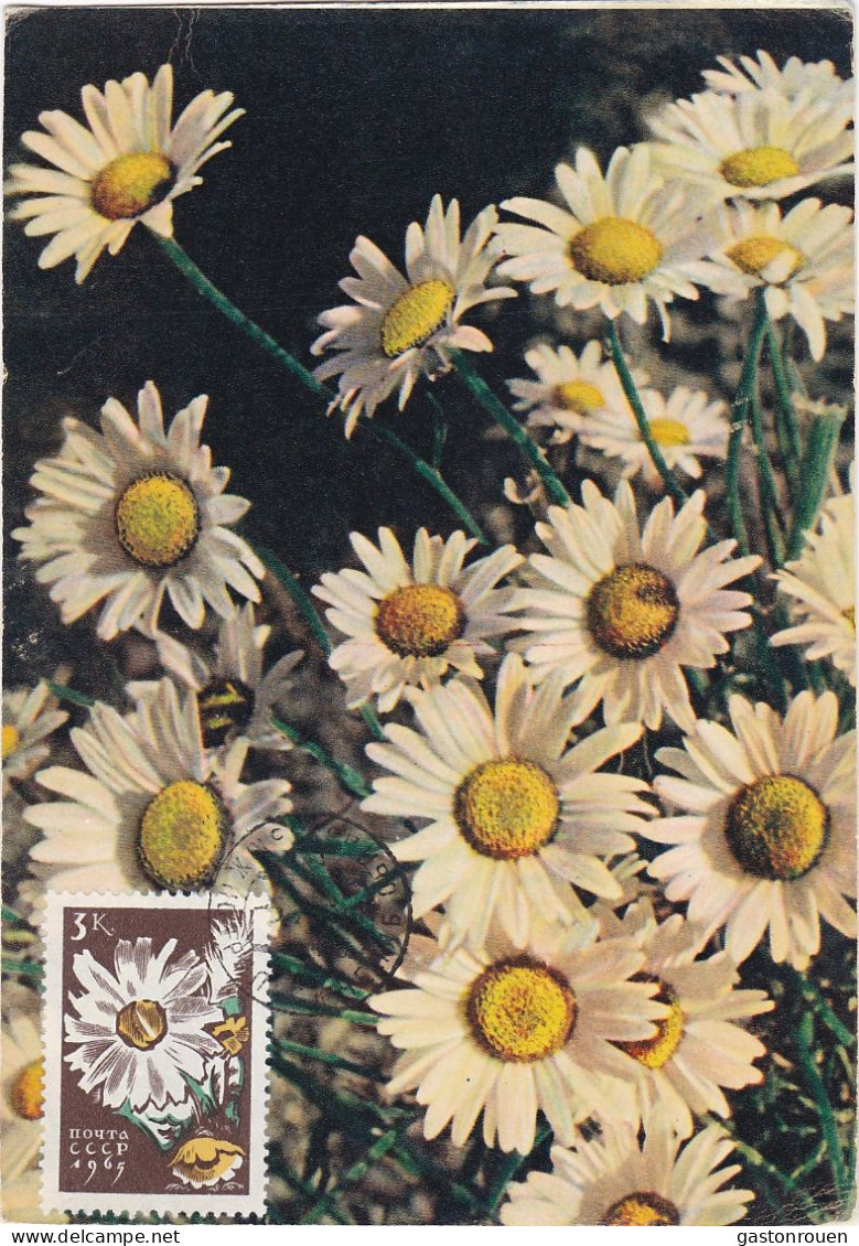 Carte Maximum URSS Russie Russia  Fleur Flower Marguerite 2956 - Cartoline Maximum