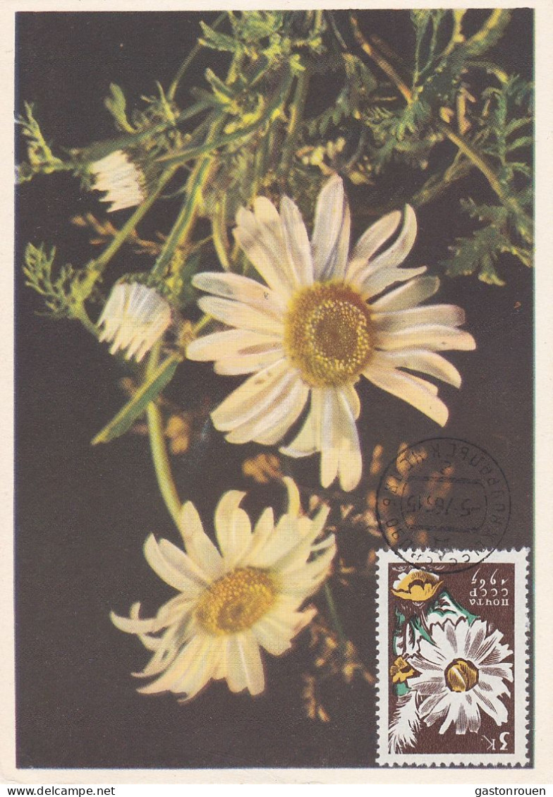 Carte Maximum URSS Russie Russia  Fleur Flower Marguerite 2956 - Cartes Maximum