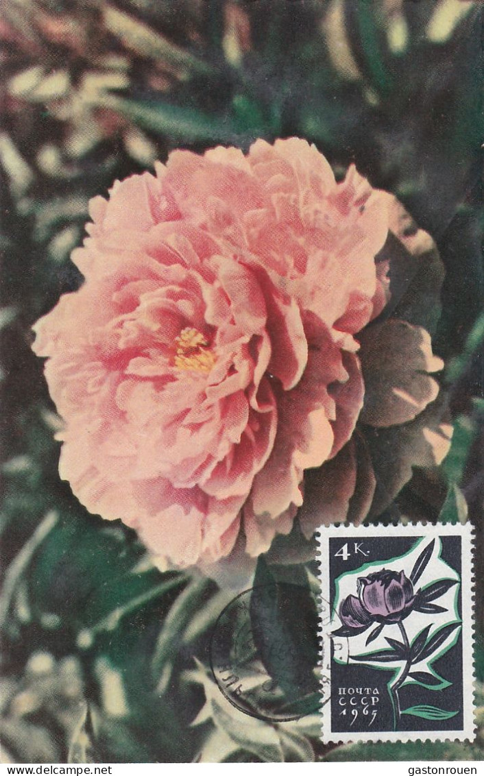 Carte Maximum URSS Russie Russia  Fleur Flower Rose 2957 - Tarjetas Máxima