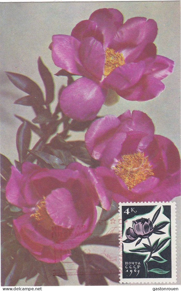 Carte Maximum URSS Russie Russia  Fleur Flower Rose 2957 - Maximum Cards