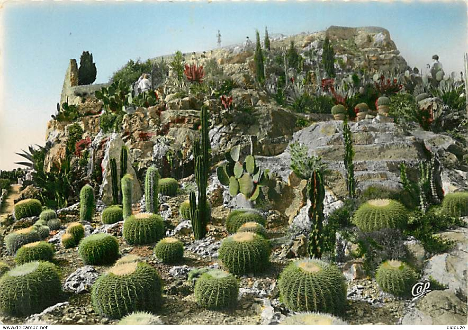 Fleurs - Plantes - Cactus - Eze Village - Le Jardin Exotique - Coussin De Belle Mère - Carte Neuve - CPM - Voir Scans Re - Cactus