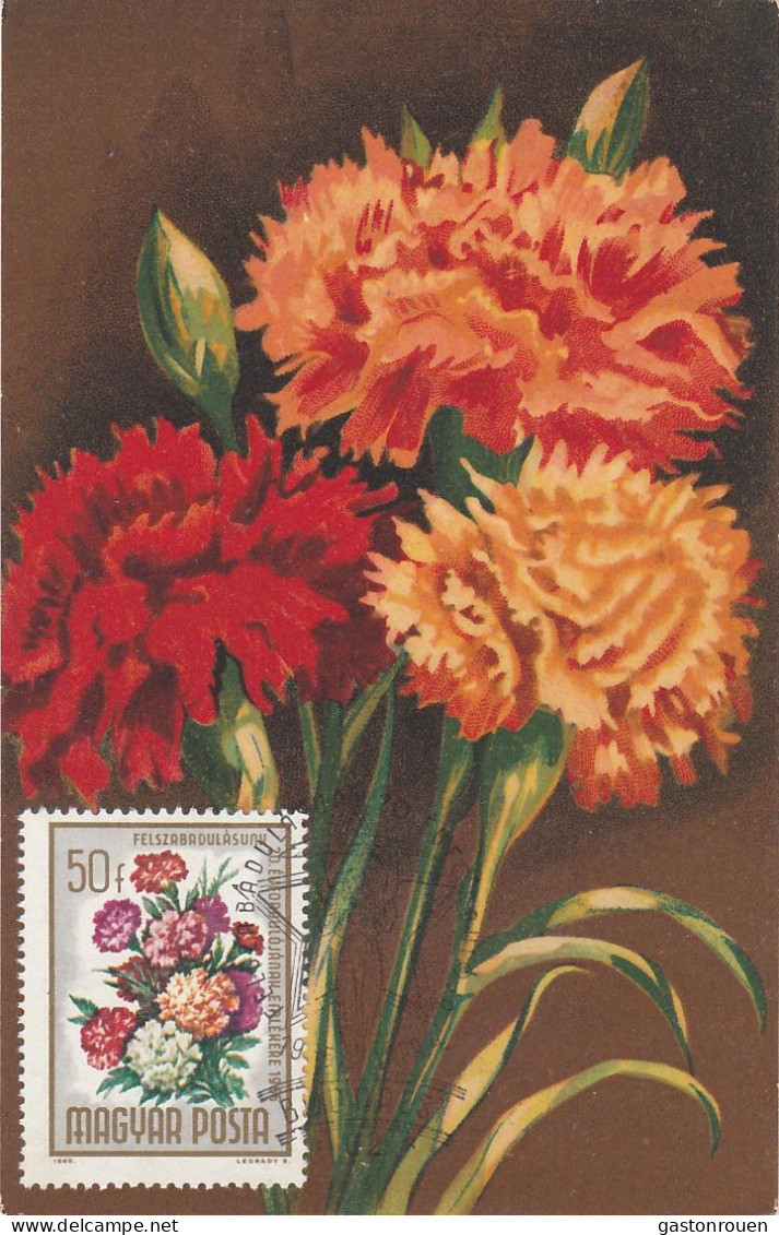 Carte Maximum Hongry Hungary Fleur Flower Oeillet  Carnation 1723 - Cartoline Maximum